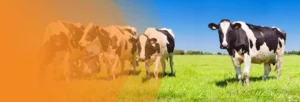 01_LandingPage_desktop
